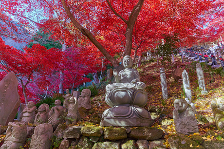大山寺の紅葉