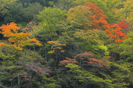 中津峡の紅葉