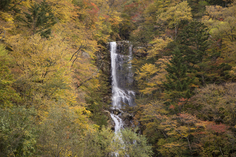 名栗山の紅葉