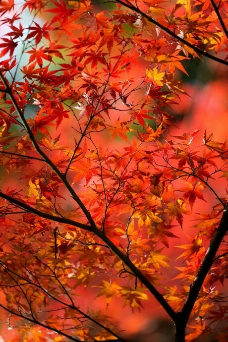 本土寺の紅葉