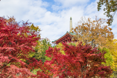 成田山の紅葉
