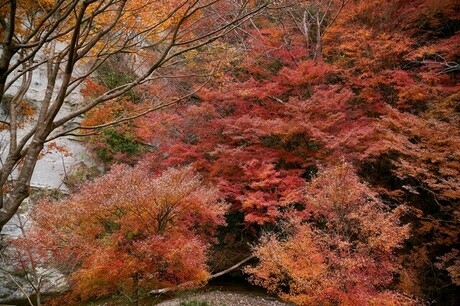もみじロードの紅葉