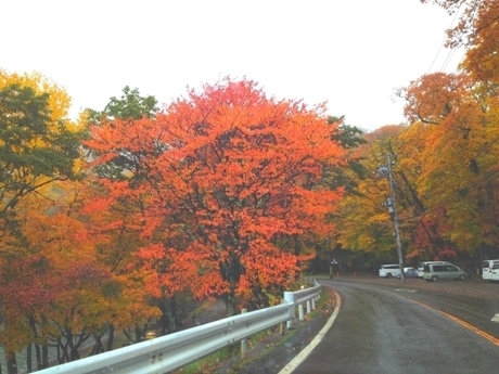 いろは坂の紅葉