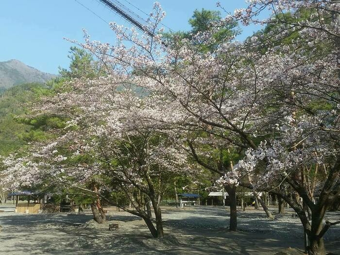 テントサイトに立つ桜の木