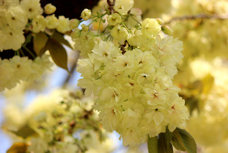 開花したウコン桜