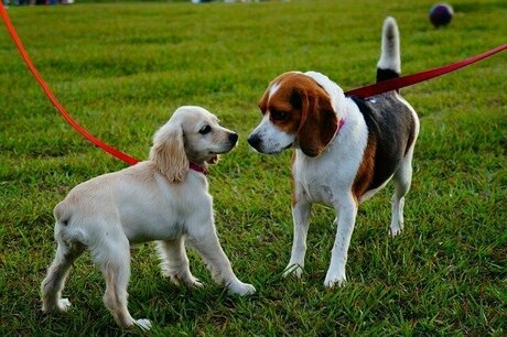 お互いに鼻を近づけている2匹の犬