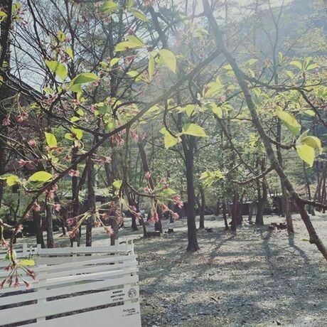 垂れ下がる木の枝と花と木漏れ日