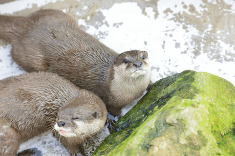 カワウソ