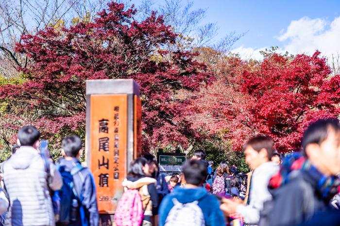 紅葉がピークに達した高尾山頂