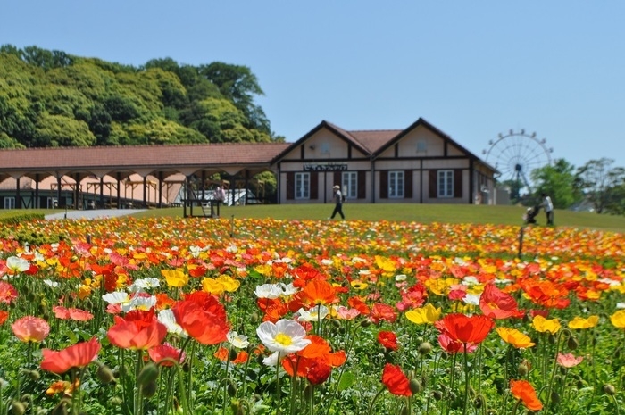 東京ドイツ村