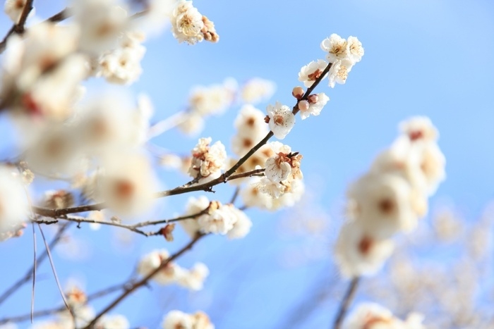 梅百花園で咲く梅の花