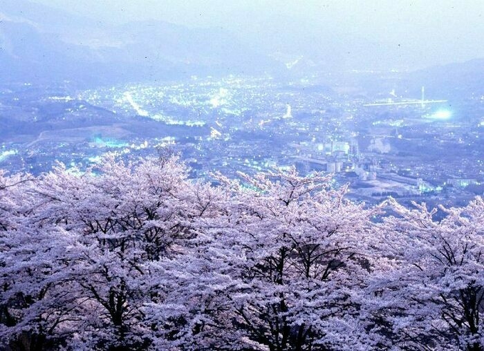 美の山から眺めた桜