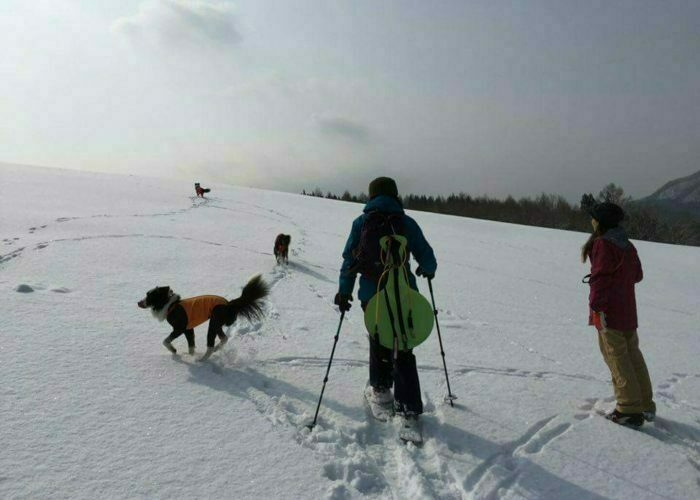 ゲレンデで遊ぶ犬3匹と人2人