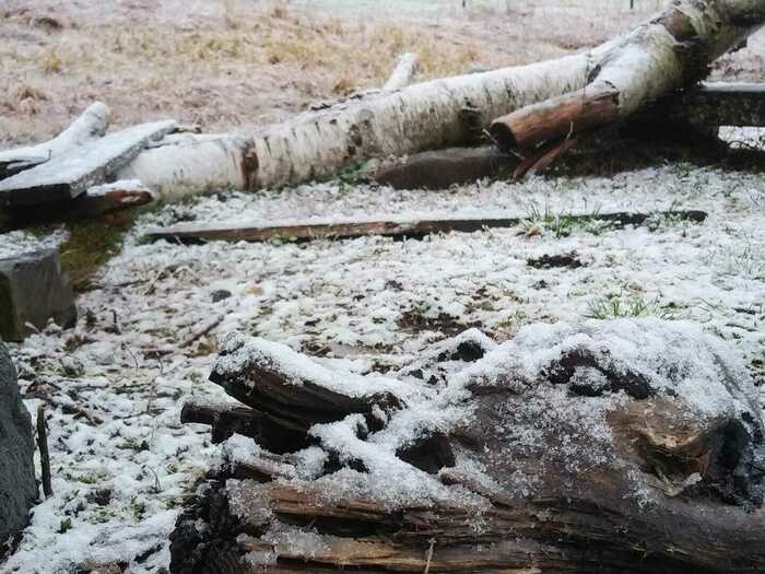 薄く雪が積もった地面の草や木