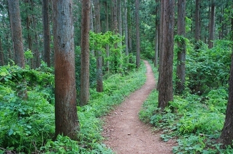 陣馬山のハイキングコース