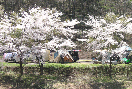 桜咲く桜の木とテント