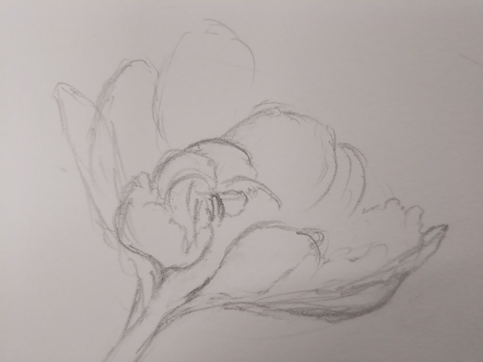 花の絵の下書きの画像