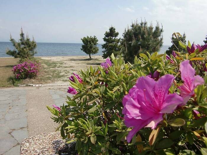 琵琶湖を背景に赤紫の花が咲いた低木