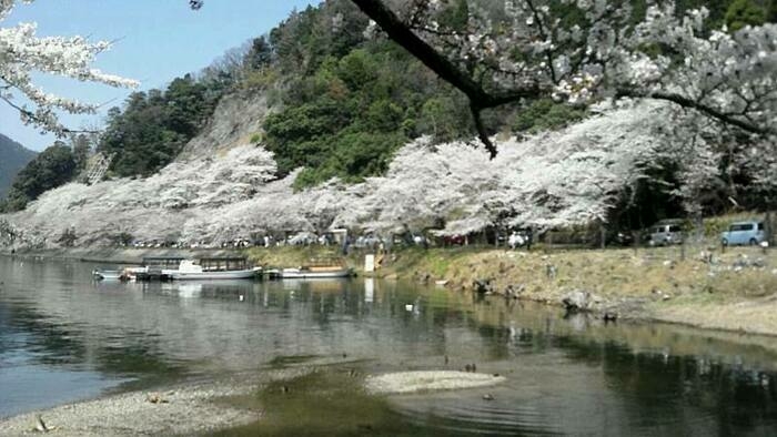 琵琶湖湖畔に咲き誇る桜