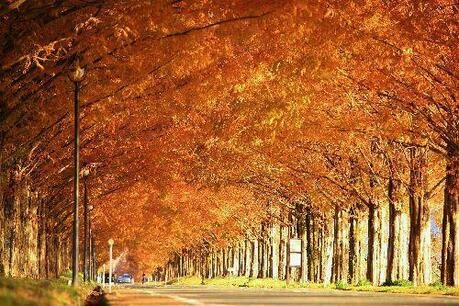 紅葉で真っ赤に色づいたメタセコイア並木