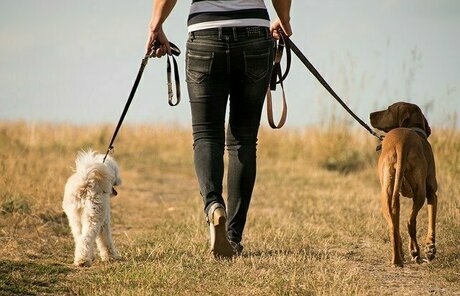 白い小型犬と茶色い中型犬を散歩する人