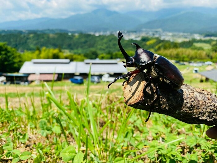 カブトムシ