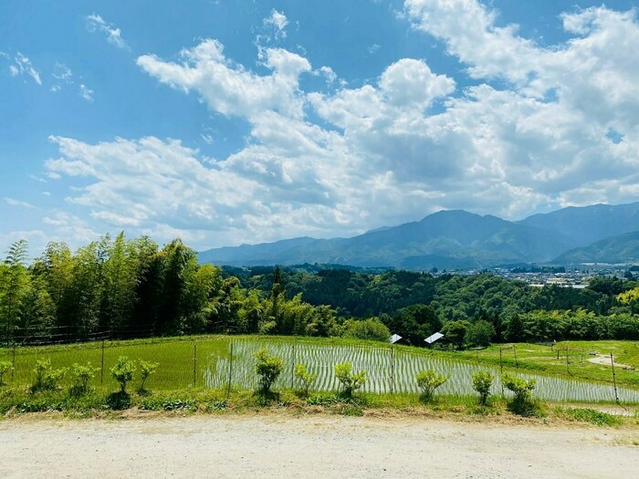田んぼ