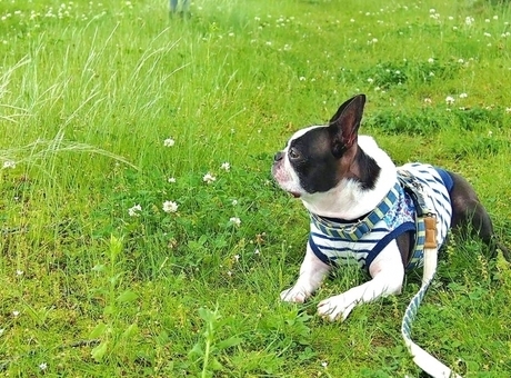 犬