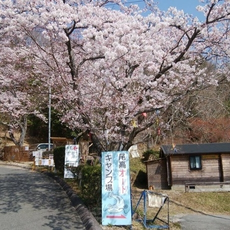 キャンプ場桜