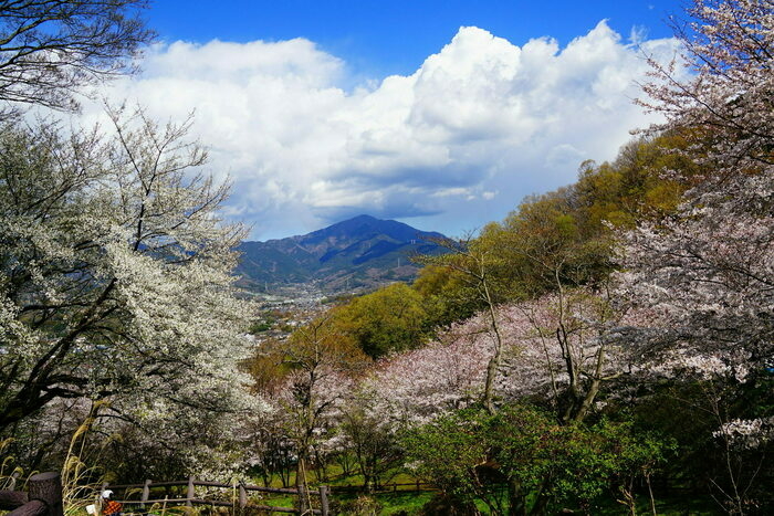 弘法山公園