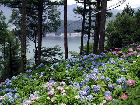 天上山のあじさい群生地