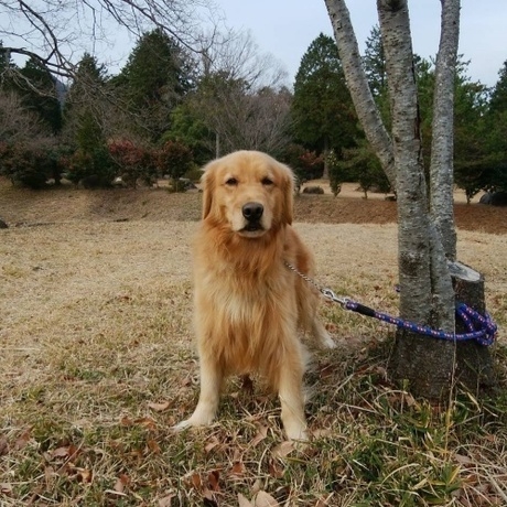 看板犬