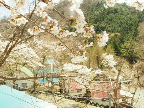 桜の咲く枝越しに見下ろす赤い屋根のキャビン2棟と黄緑屋根のキャビン1棟