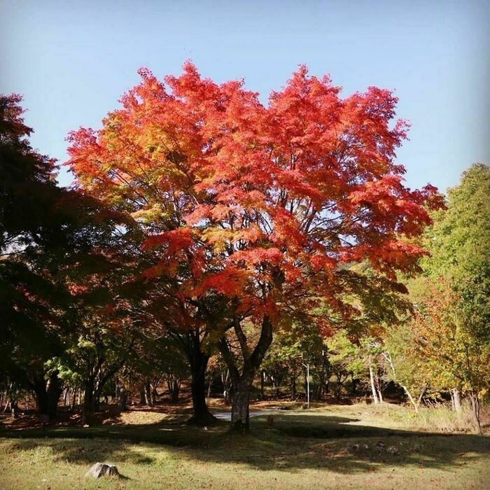 紅葉