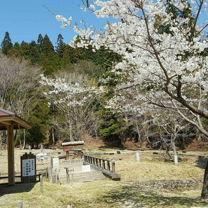 桜の木