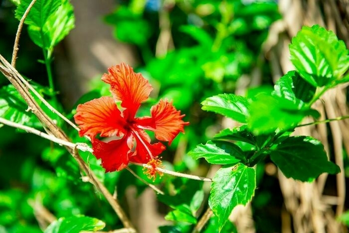 沖縄の花