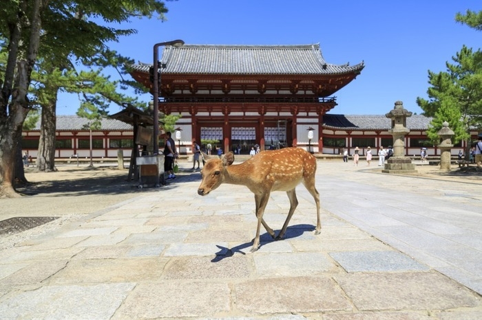 奈良公園の鹿