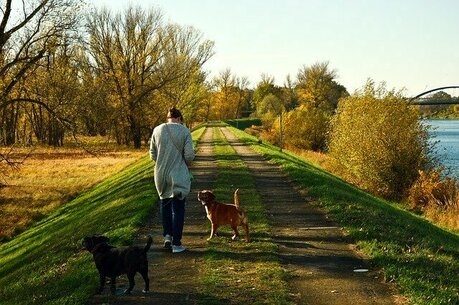 川の土手を歩く女性と2匹の犬の後ろ姿