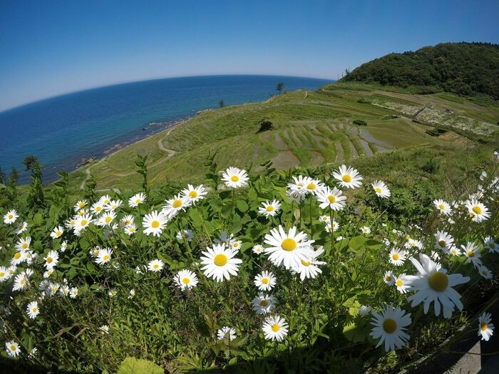 白い花の向こうに千枚田と眼下に海