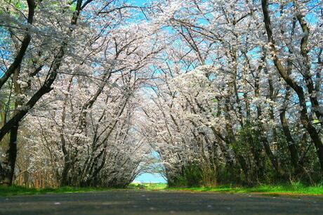 秋ヶ瀬公園の桜