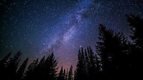 木々の上に広がる星空