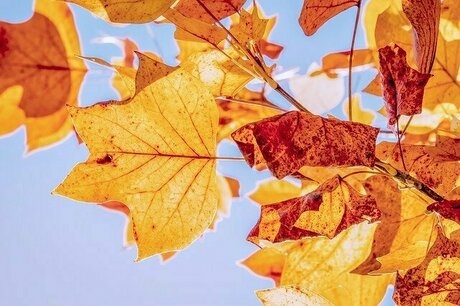 枝に付いている紅葉したもみじの葉