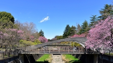 昭和記念公園