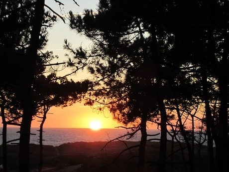 木立の向こうに夕陽が沈む海