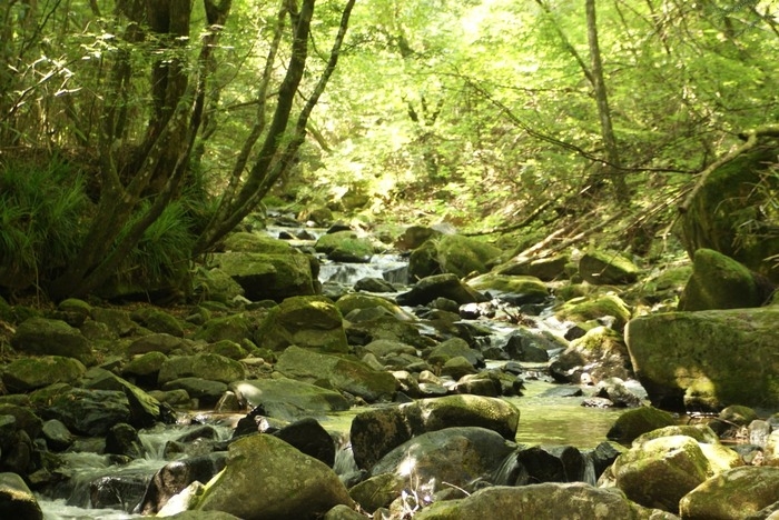 道志の森に流れている川の画像