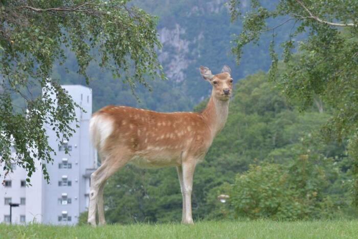街中の鹿