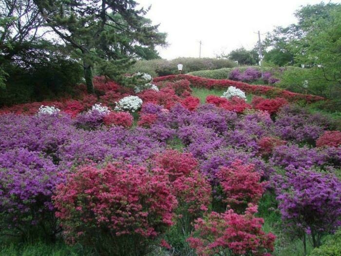 弥高山公園