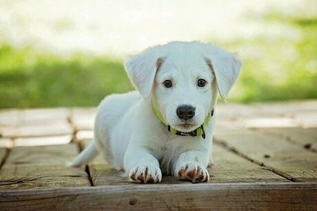 道に伏せをしている黄色い首輪をつけた白い子犬