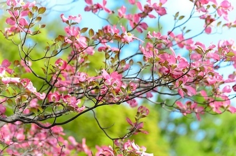木に咲いているハナミズキの花