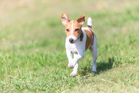 芝生で走る犬